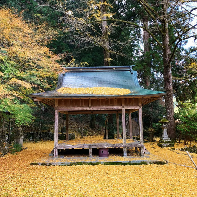 吉原神社🌅銀杏樹下的靜謐之美 🍂⛩️