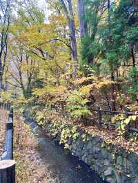 北海道　札幌観光　円山公園2024  紅葉の円山公園を散策してみた！