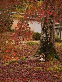 【ここ行って】本当は教えたくない🙅様々な顔が見える紅葉寺院✨※見どころ付き