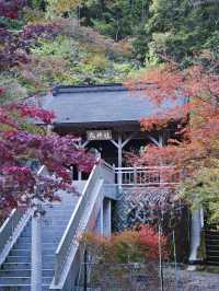 【ここ行って】本当は教えたくない🙅 1400年前建立の穴場紅葉寺院✨