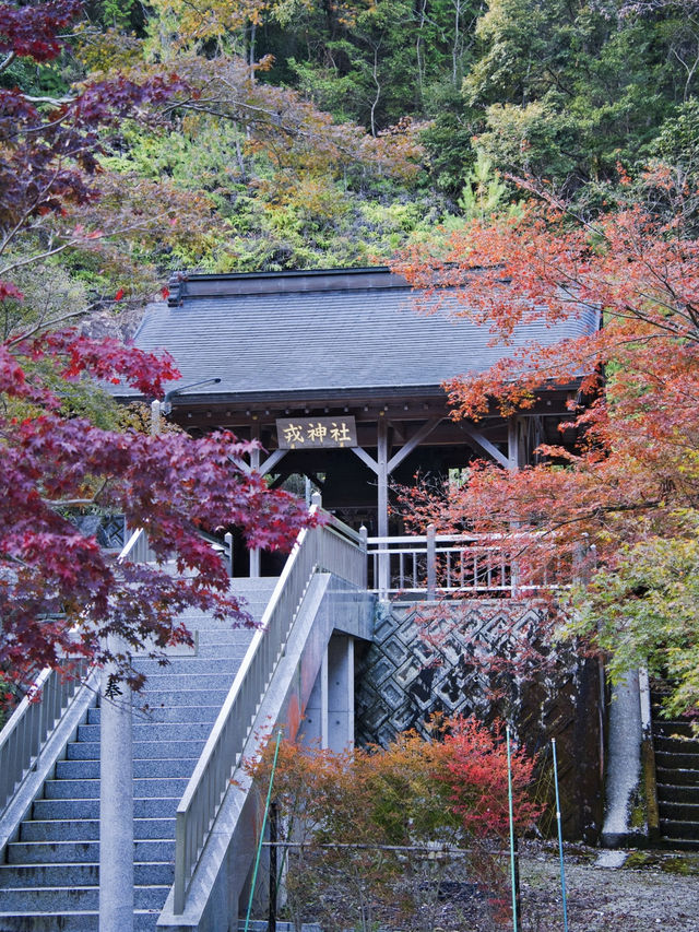 【ここ行って】本当は教えたくない🙅 1400年前建立の穴場紅葉寺院✨