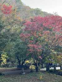 단풍명소 - 내장산 🏞️
