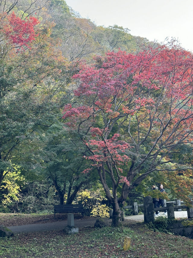 단풍명소 - 내장산 🏞️