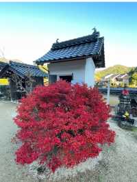 兵庫観光🍁安国寺のドウダンツツジ🍂美しいリフレクション😊🪞✨