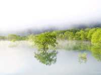 【山形県】春だけの風物詩！白川湖の水没林