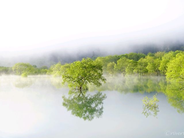 【山形県】春だけの風物詩！白川湖の水没林