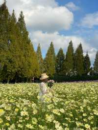 広島観光☺️🌼世羅高原農場🌸☺️四季折々の花々を楽しもう💐