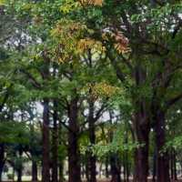 Autumn Serenity at Yoyogi Park