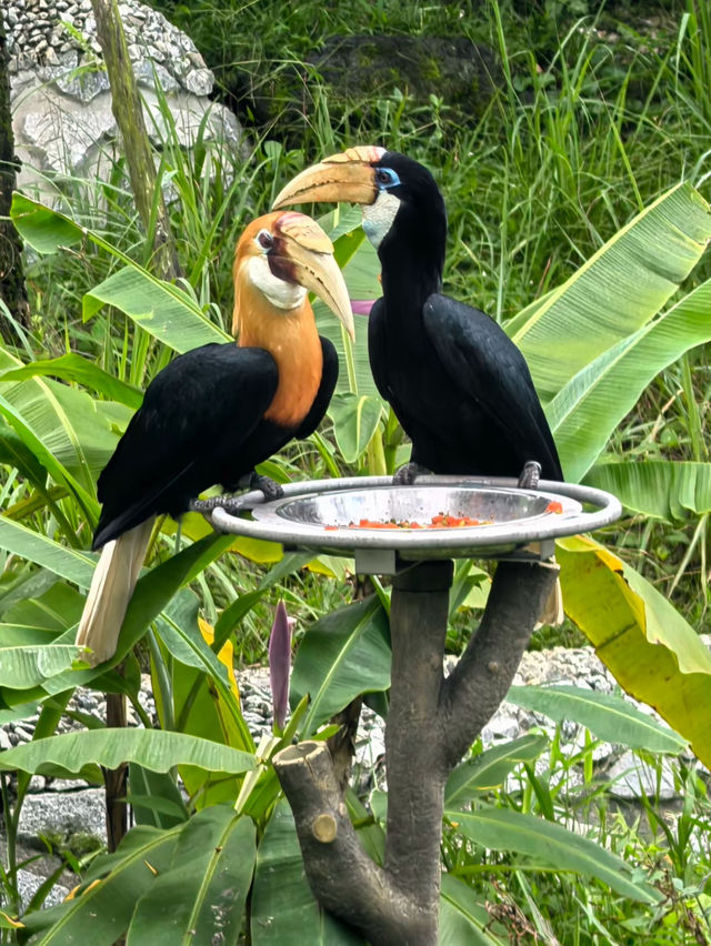 A beautiful visit to bird paradise singapore 🦢 