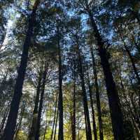 Explore the magical Alishan, Taiwan