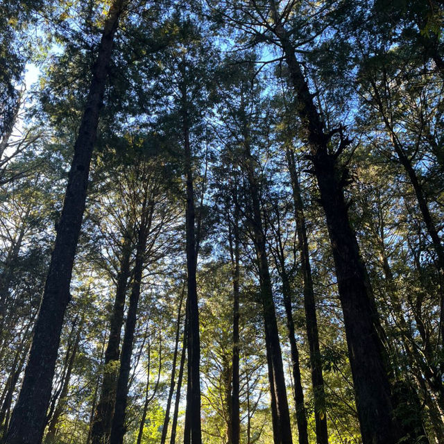 Explore the magical Alishan, Taiwan
