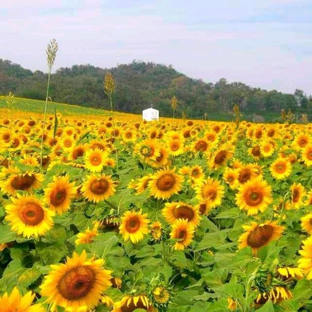 ไร่มณีศร เขาใหญ่ อันซีนโคราช  
