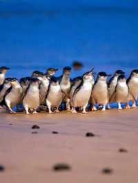 Phillip Island: Wildlife Wonders and Coastal Beauty