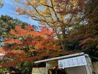 賞楓去 小石川後樂園