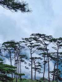 รีวิว ภูสอยดาวฉบับคนขี้เกียจก็ขึ้นได้ 🌳⛰️