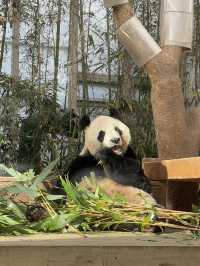 🎢🐼 A Magical Day at Everland: Pandas, Safaris, and More! 🌟