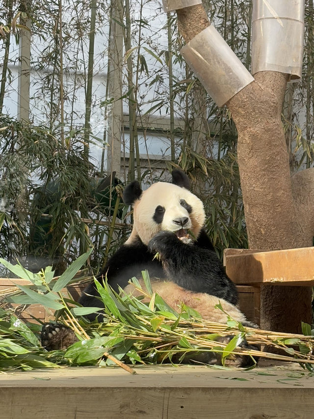🎢🐼 A Magical Day at Everland: Pandas, Safaris, and More! 🌟
