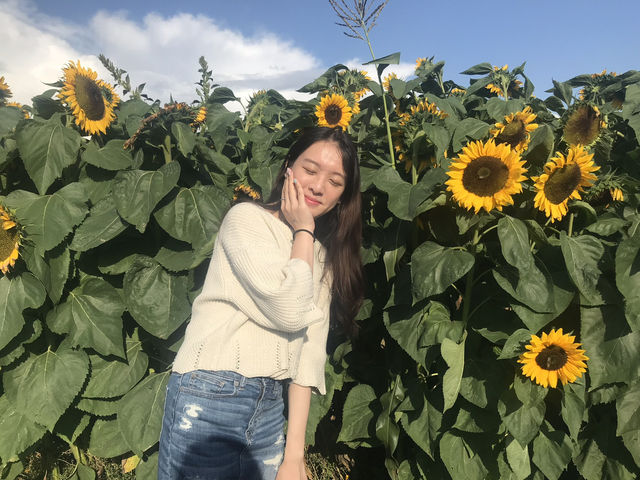 🇨🇦 加拿大西部太陽花田🌻