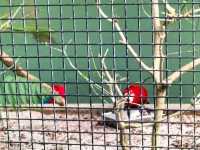 Jurong Bird Park