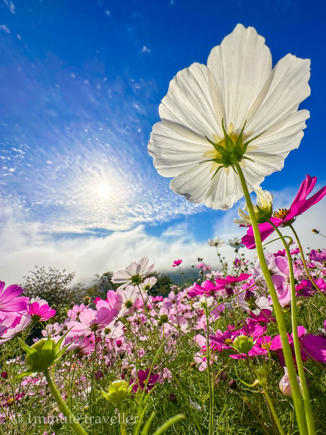 早朝から夕方まで幻想的なコスモスの絶景を満喫！花の駅せら