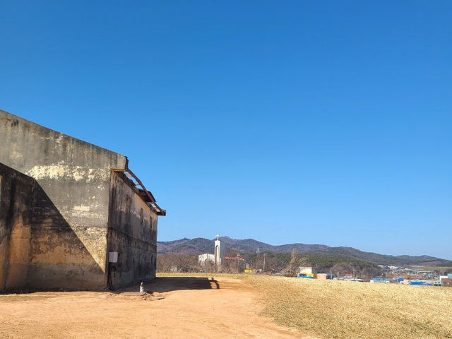 보령 청보리밭