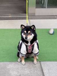 【東京】看板犬こいしちゃんに会いに行きたい🤍毎月行きたい神社⛩✨