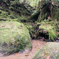Walking Into the Mystical Forests of Yakushima !