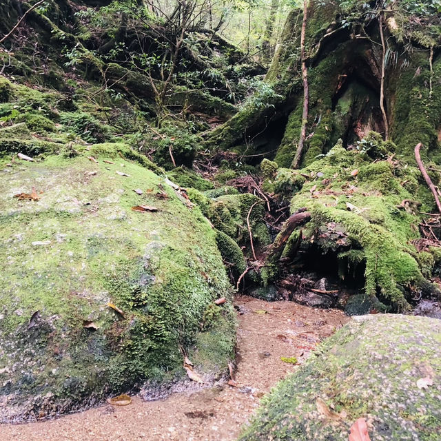 Walking Into the Mystical Forests of Yakushima !