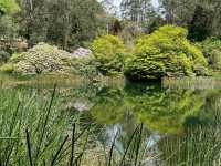 Beauty of National Rhododendron Gardens