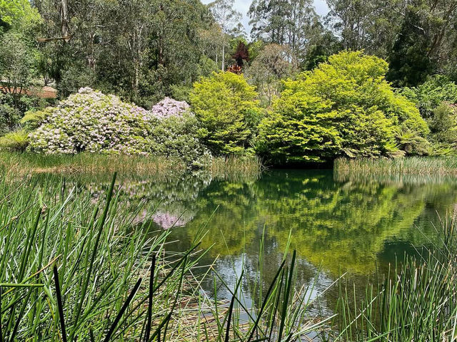 Beauty of National Rhododendron Gardens