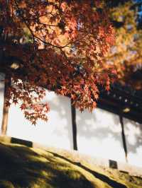 🍁 秋の東福寺で心癒されるひとときを ✨