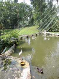 Colorful Paradise in the Heart of Malaysia: KL Bird Park