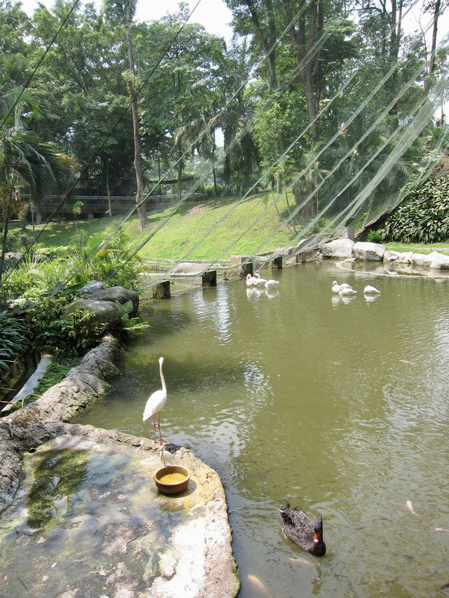 Colorful Paradise in the Heart of Malaysia: KL Bird Park