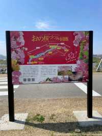 【兵庫で有名な桜スポット！】