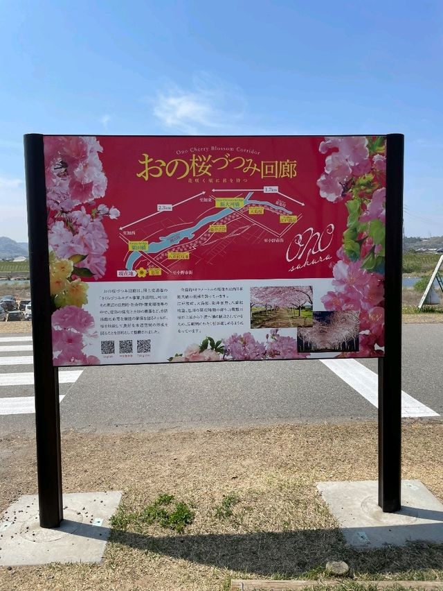 【兵庫で有名な桜スポット！】