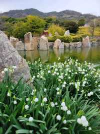 【カラフルなチューリップ🌷の絨毯がみれる！】