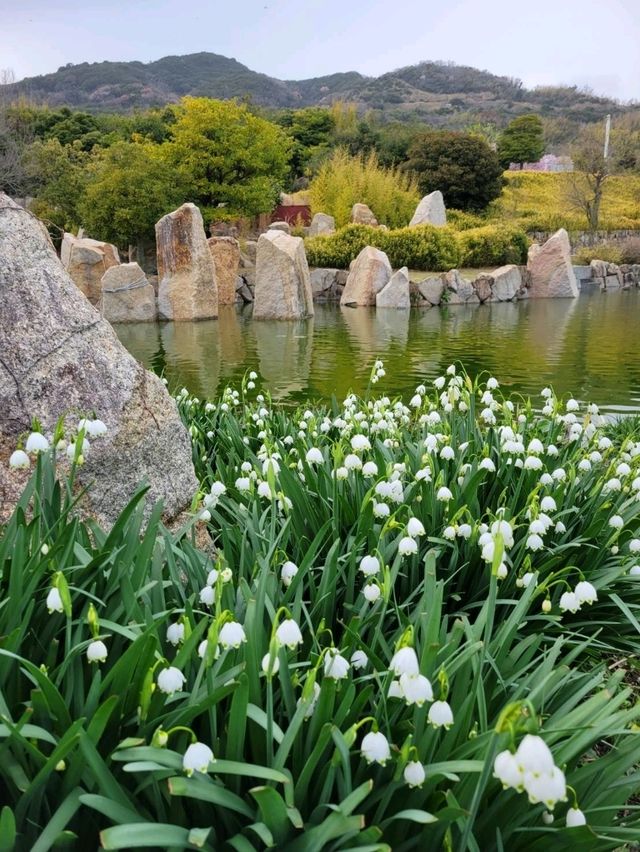 【カラフルなチューリップ🌷の絨毯がみれる！】