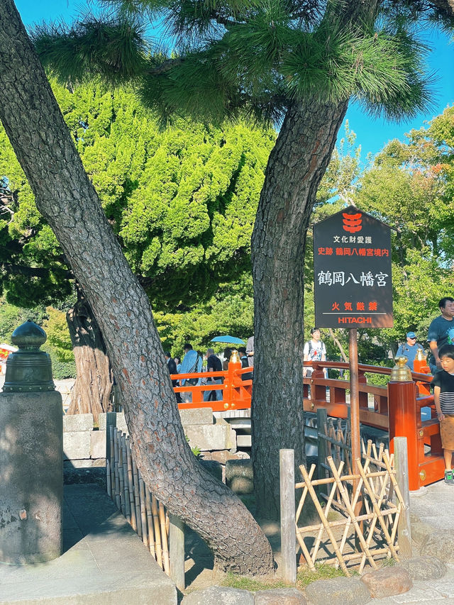 ไหว้พระ ขอพร ที่ศาลเจ้า | คามาคุระ ⛩️🏮