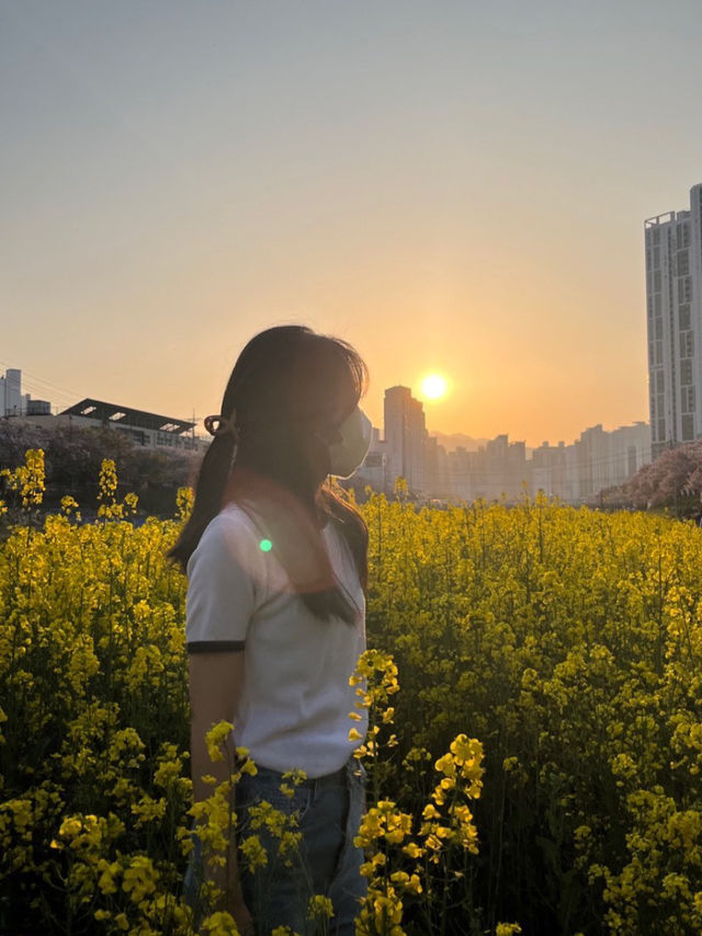 유채꽃 맛집 온천천 데이트❤️