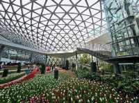 ทิวลิปบานที่ระยอง