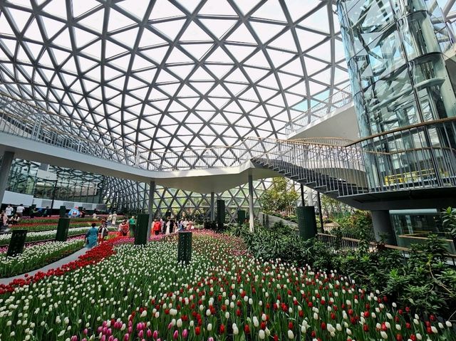ทิวลิปบานที่ระยอง