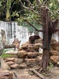 廣州親子遊行程大公開🙈飲茶🫖推介🥰必去市內動物園🥰好食下午茶