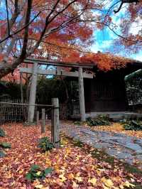 京都｜別樹一格的蓮華寺 靜坐欣賞庭園四季
