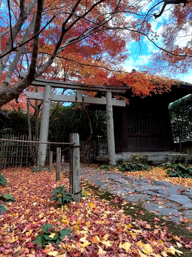 京都｜別樹一格的蓮華寺 靜坐欣賞庭園四季