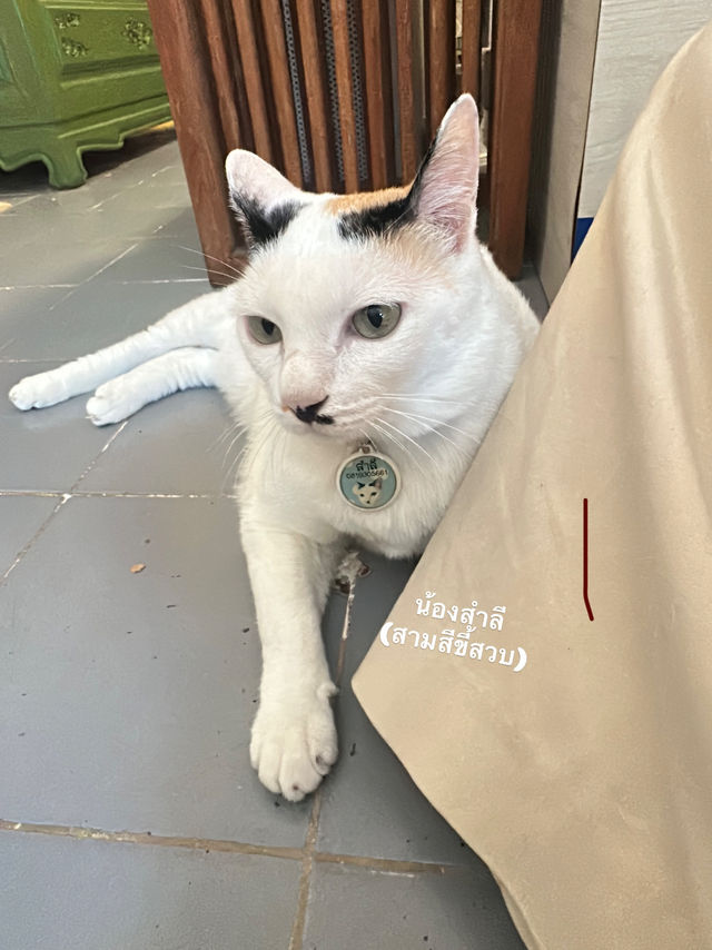 ไปเดทกัน แบบสายเติมแมวกันที่ Moon.S Cafe