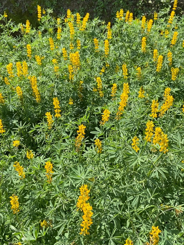 台北縱走第七段-櫻花山林茶鄉漫遊路線