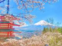 Mt. Fuji in a Day: Cherry Blossoms and Scenic Views