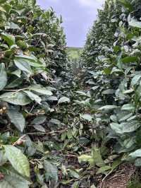 Small but cozy tea plantations in Sochi