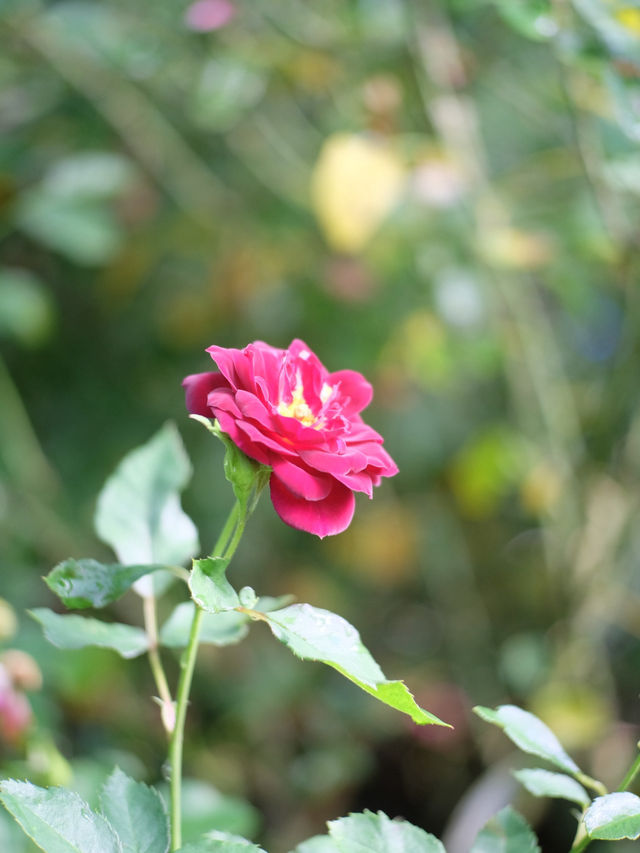 พาไปชมสวนกุหลาบหลวง 🌹ที่เชียงใหม่