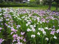 【千葉・佐倉】佐倉城址公園の菖蒲🌿✨